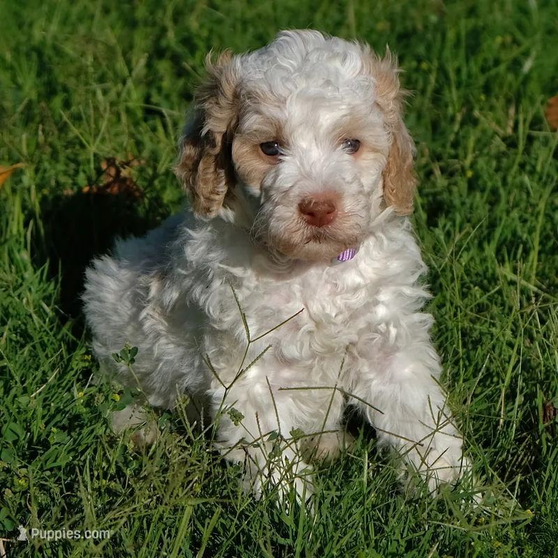 Purple collar – Poodle - Standard  puppy for sale in Mesa, AZ