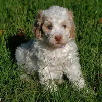 Purple collar, a female Poodle - Standard  for sale in Mesa, AZ – 1 of 4