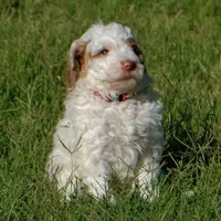 Red collar, a female Poodle - Standard  for sale in Mesa, AZ – 3 of 3
