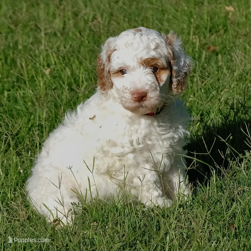 Red collar – Poodle - Standard  puppy for sale in Mesa, AZ