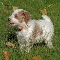 Orange collar, a female Poodle - Standard  for sale in Mesa, AZ – 3 of 3