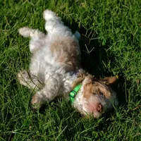 Green collar, a male Poodle - Standard  for sale in Mesa, AZ – 2 of 3