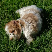 Green collar, a male Poodle - Standard  for sale in Mesa, AZ – 3 of 3