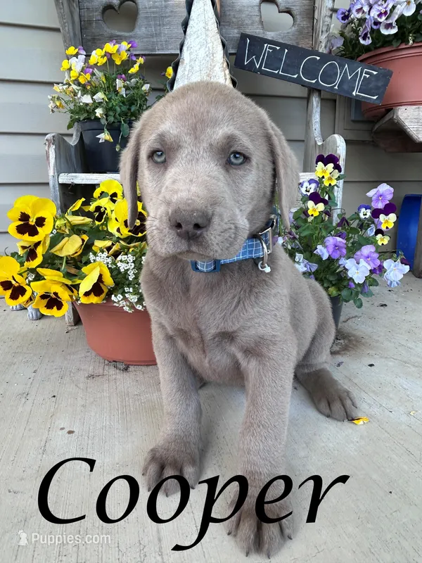 Cooper – Labrador Retriever puppy for sale in Newport, PA