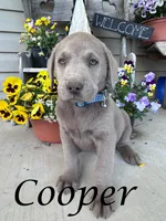 Photo of Cooper