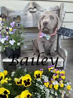 Photo of Bailey