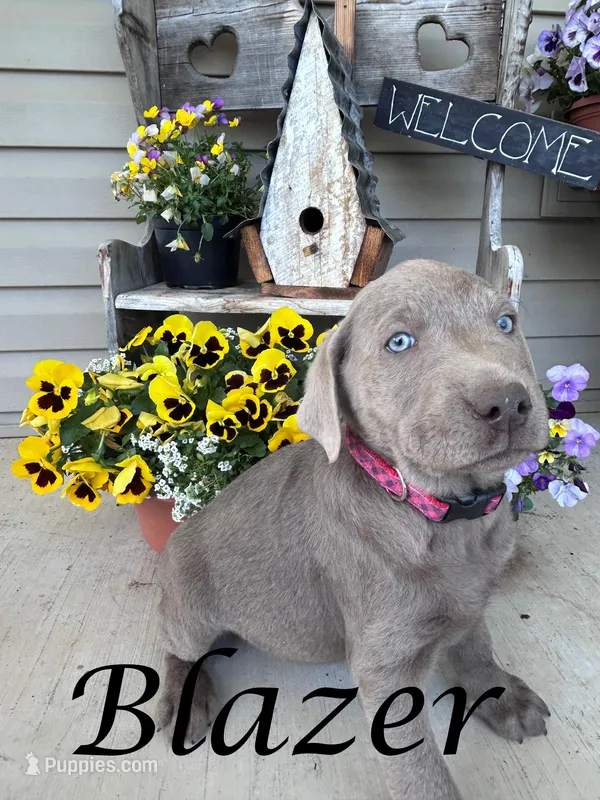 Blazer – Labrador Retriever puppy for sale in Newport, PA