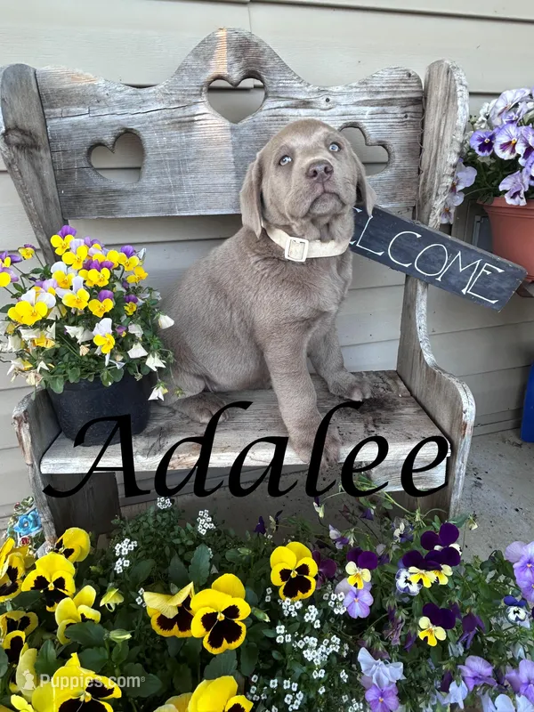 Adalee – Labrador Retriever puppy for sale in Newport, PA