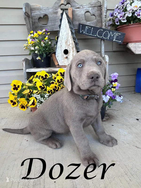 Dozer – Labrador Retriever puppy for sale in Newport, PA