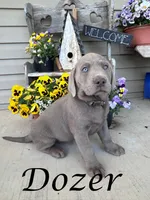 Photo of Dozer