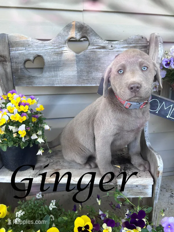 Ginger – Labrador Retriever puppy for sale in Newport, PA