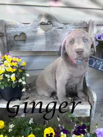 Photo of Ginger