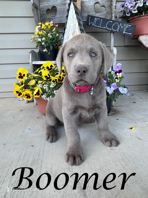 Boomer – Labrador Retriever puppy for sale in Newport, PA