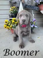Photo of Boomer