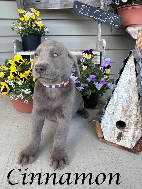 Cinnamon  – Labrador Retriever puppy for sale in Newport, PA