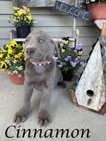 Photo of Cinnamon 