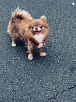 Semler's Chanel , a female Chihuahua for sale in Lorton, VA – 4 of 6