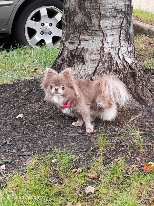 Semler's Chanel  – Chihuahua puppy for sale in Lorton, VA