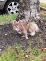 Semler's Chanel , a female Chihuahua for sale in Lorton, VA – 1 of 6