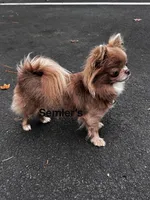 Semler's Chanel , a female Chihuahua for sale in Lorton, VA – 2 of 6