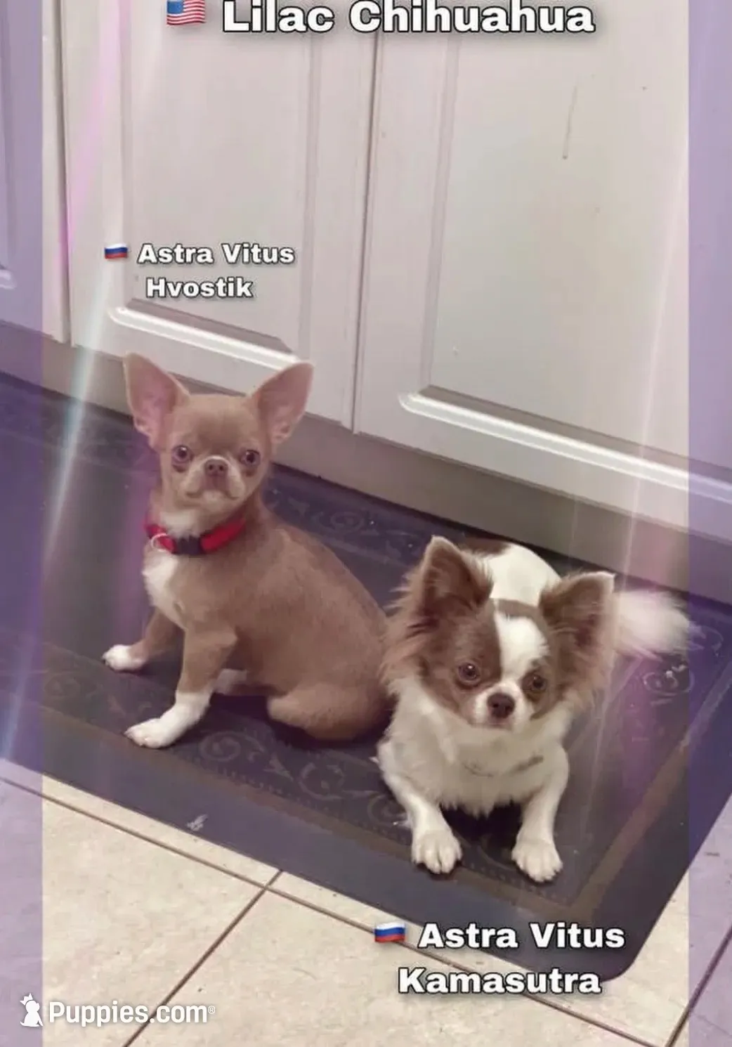 Semler's Chanel , a female Chihuahua for sale in Lorton, VA – 6 of 6