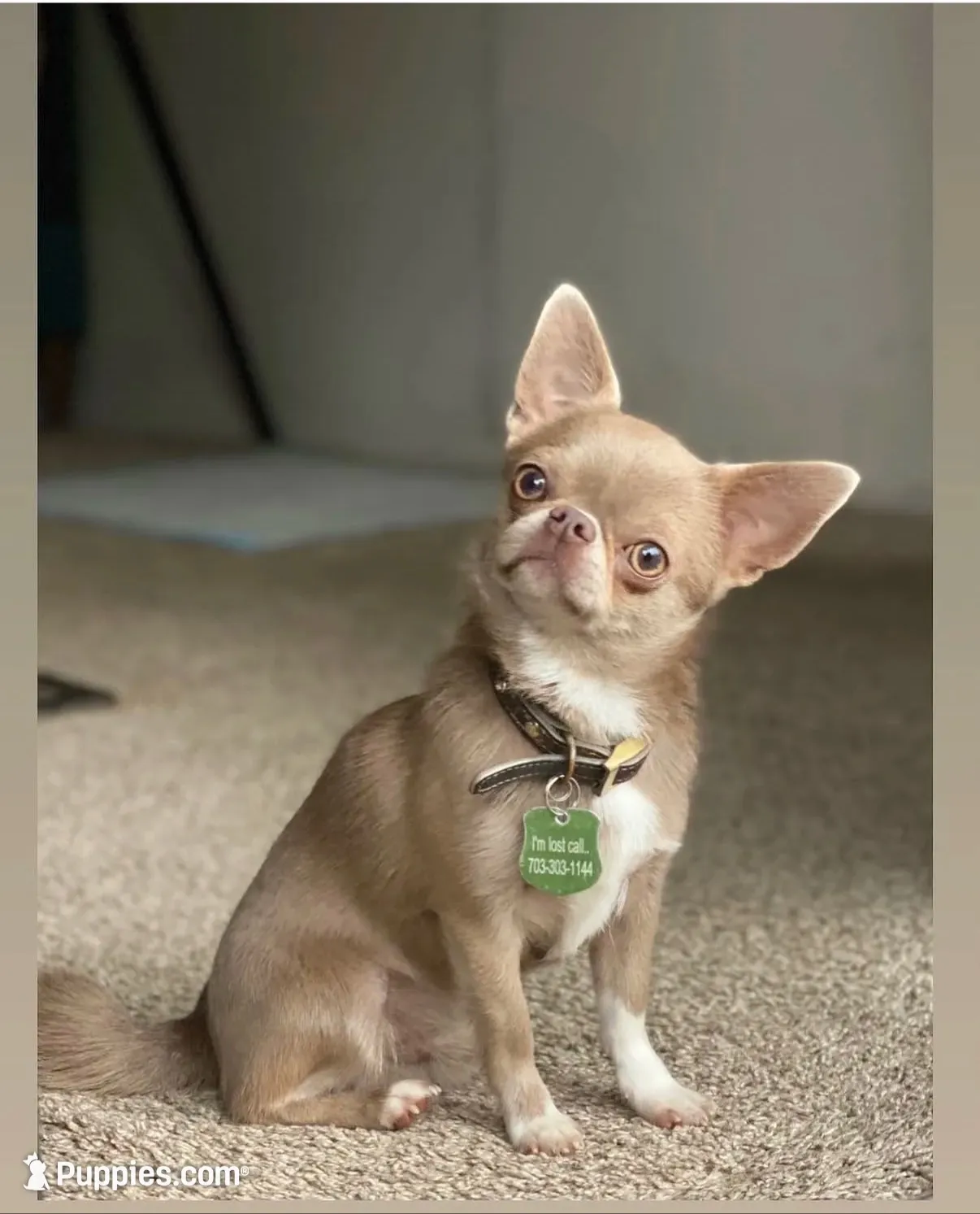 Semler's Chanel , a female Chihuahua for sale in Lorton, VA – 5 of 6