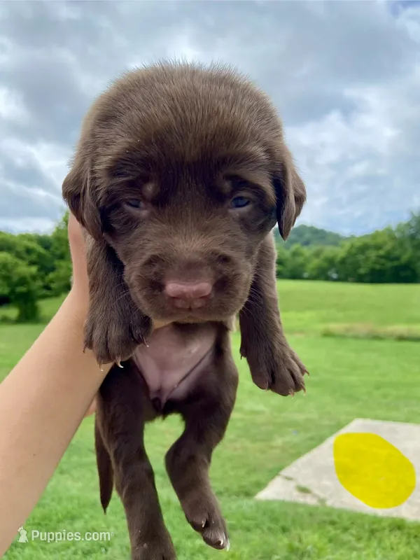 Yellow chocolate female – Labrador Retriever puppy for sale in Hartsville, TN