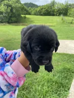 Dark Blue Black Female, a female Labrador Retriever for sale in Hartsville, TN – 2 of 3