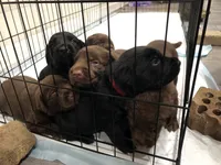 Yellow chocolate female, a female Labrador Retriever for sale in Hartsville, TN – 4 of 4