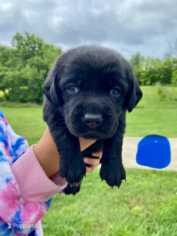 Dark Blue Black Female – Labrador Retriever puppy for sale in Hartsville, TN