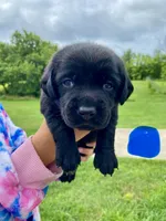 Dark Blue Black Female, a female Labrador Retriever for sale in Hartsville, TN – 1 of 3