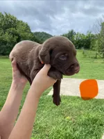 Orange Chocolate Female, a female Labrador Retriever for sale in Hartsville, TN – 2 of 6