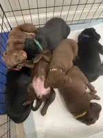 Yellow chocolate female, a female Labrador Retriever for sale in Hartsville, TN – 3 of 4