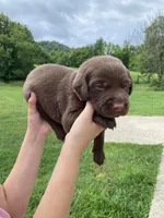 Orange Chocolate Female, a female Labrador Retriever for sale in Hartsville, TN – 3 of 6