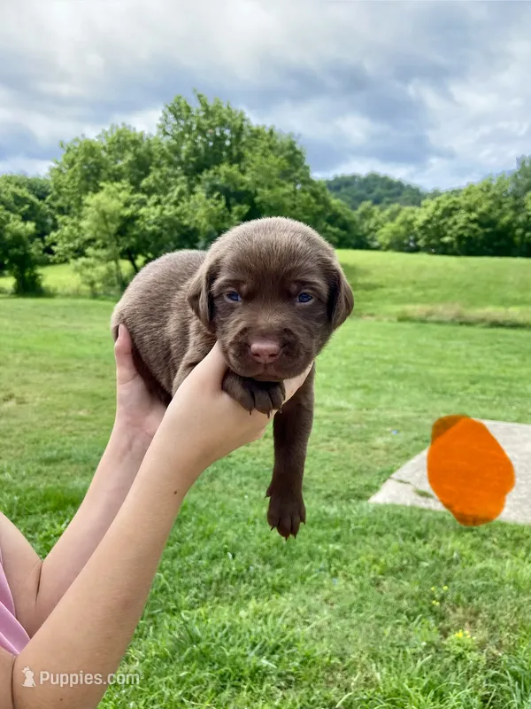 Orange Chocolate Female – Labrador Retriever puppy for sale in Hartsville, TN