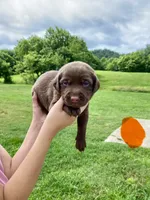Orange Chocolate Female, a female Labrador Retriever for sale in Hartsville, TN – 1 of 6