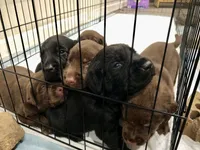 Orange Chocolate Female, a female Labrador Retriever for sale in Hartsville, TN – 4 of 6