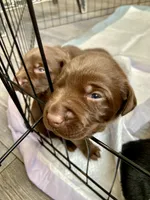 Orange Chocolate Female, a female Labrador Retriever for sale in Hartsville, TN – 6 of 6