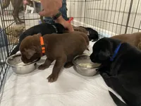 Dark Blue Black Female, a female Labrador Retriever for sale in Hartsville, TN – 3 of 3