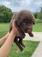 Yellow chocolate female, a female Labrador Retriever for sale in Hartsville, TN – 2 of 4