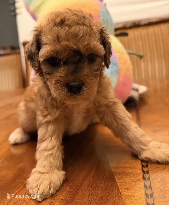 Amber – Maltipoo, Schnoodle puppy for sale in Rancho Cucamonga, CA