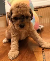 Amber, a female Maltipoo and Schnoodle for sale in Rancho Cucamonga, CA – 1 of 1