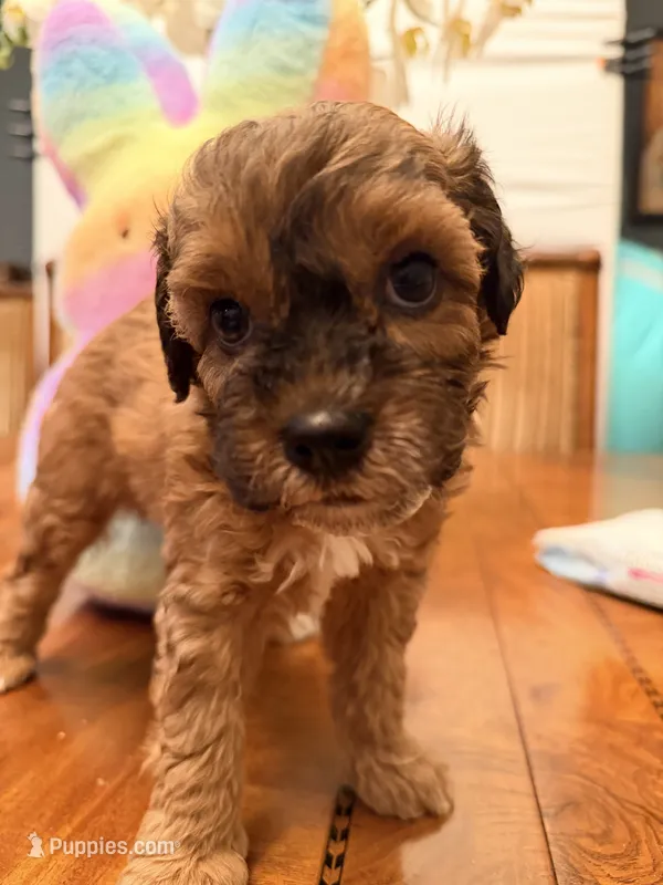 Moose – Schnoodle puppy for sale in Los Angeles, CA