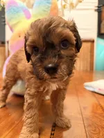 Moose, a male Schnoodle for sale in Los Angeles, CA – 1 of 2