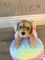 Millie, a female Schnoodle for sale in Los Angeles, CA – 1 of 3