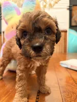 Moose, a male Schnoodle for sale in Los Angeles, CA – 2 of 2