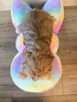 Millie, a female Schnoodle for sale in Los Angeles, CA – 3 of 3