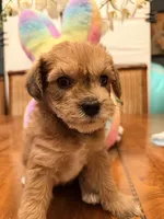 Maple, a female Schnoodle for sale in Los Angeles, CA – 2 of 2
