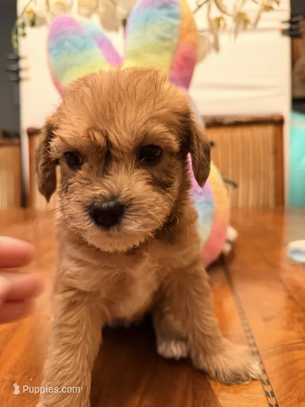 Maple – Schnoodle puppy for sale in Los Angeles, CA