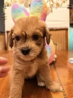 Maple, a female Schnoodle for sale in Los Angeles, CA – 1 of 2